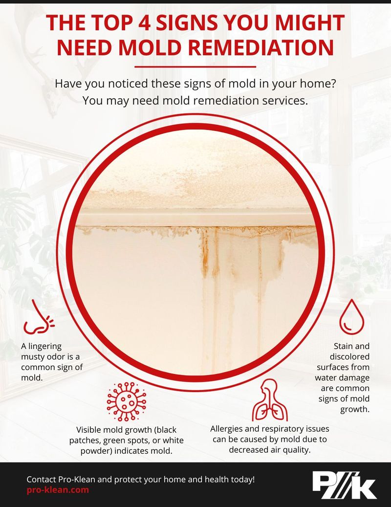 The Top 4 Signs You Might Need Mold Remediation — Learn More - Pro-Klean